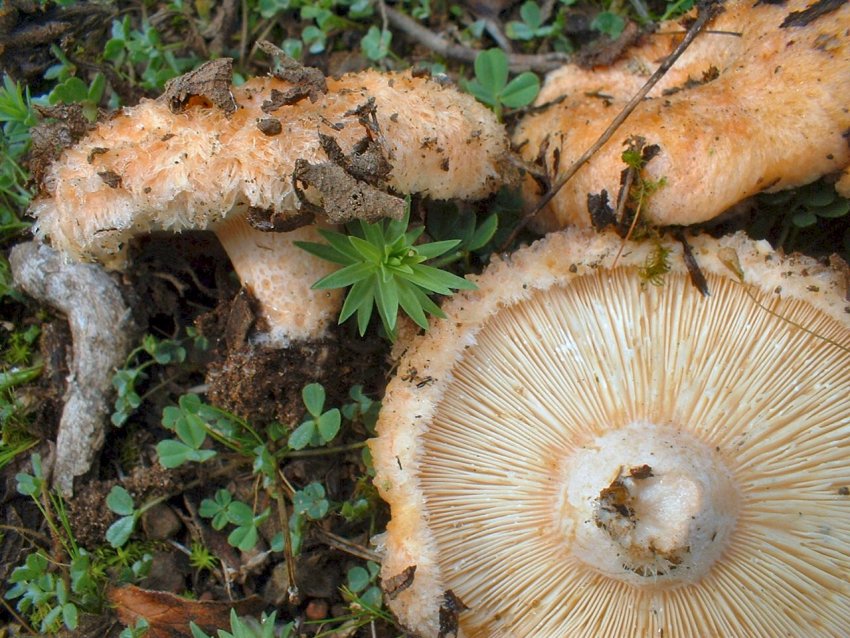 Escursione tra pino e leccio